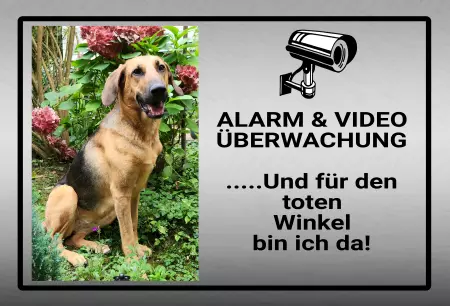 Hunde Vorsicht Warnschild Zutritt verboten Hunde Alarm & Video Überwachung Bild