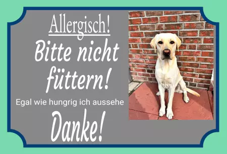 Hunde Vorsicht Warnschild Zutritt verbotenHunde Allergisch! Bitte nicht füttern! Bild