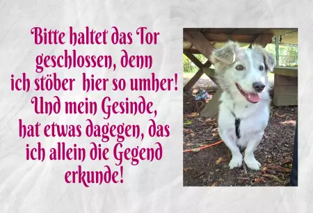 Hunde Vorsicht Warnschild Zutritt verbotenHunde Bitte haltet das Tor geschlossen, denn ich ... Bild
