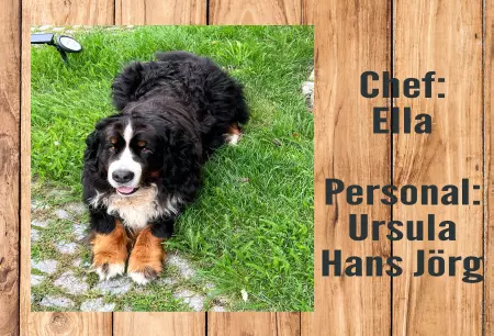Hunde Vorsicht Warnschild Zutritt verbotenHunde Chef: Ella Bild