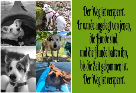 Hunde Vorsicht Warnschild Zutritt verbotenHunde Der Weg ist versperrt.... Bild