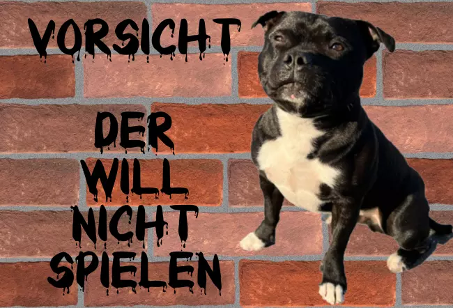 Hunde Vorsicht Warnschild Zutritt verboten Hunde Der willnicht spielen! Bild