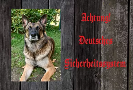 Hunde Vorsicht Warnschild Zutritt verbotenHunde Deutsches Sicherheitssystem Bild