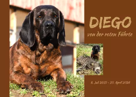 Hunde Vorsicht Warnschild Zutritt verboten Hunde DIEGO Bild