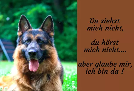 Hunde Vorsicht Warnschild Zutritt verbotenHunde Du siehst mich nicht, du hörst mich nicht.... Bild