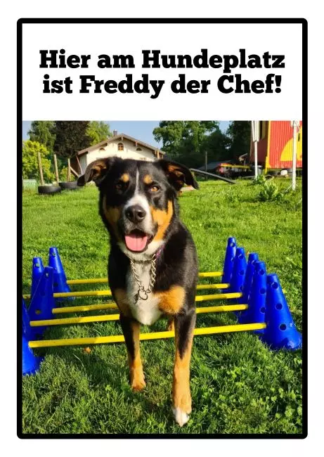 Hunde Vorsicht Warnschild Zutritt verboten Hunde Freddy Bild