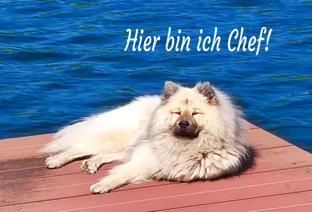 Hunde Vorsicht Warnschild Zutritt verbotenHunde Hier bin ich Chef! Bild