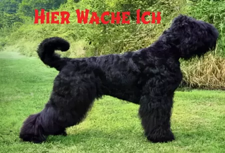 Hunde Vorsicht Warnschild Zutritt verbotenHunde HIER WACHE ICH Bild