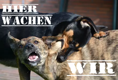 Hunde Vorsicht Warnschild Zutritt verbotenHunde HIER WACHEN WIR Bild