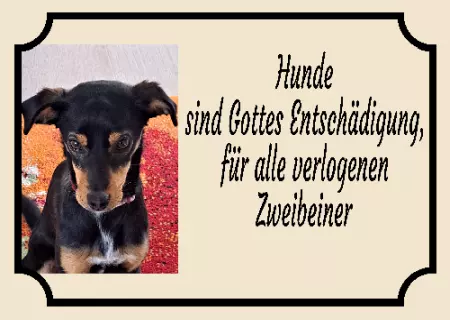 Hunde Vorsicht Warnschild Zutritt verbotenHunde Hunde sind Gottes Entschädigung, ... Bild