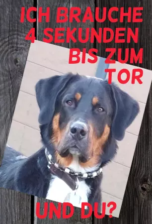 Hunde Vorsicht Warnschild Zutritt verbotenHunde Ich brauche 4 Sekunden.... Bild