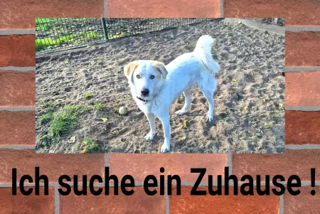 Hunde Vorsicht Warnschild Zutritt verbotenHunde Ich suche ein Zuhause Bild
