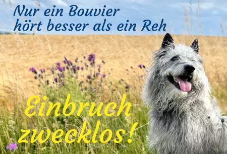 Hunde Vorsicht Warnschild Zutritt verboten Hunde Nur ein Bouvier ... Bild