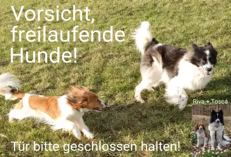 Hunde Vorsicht Warnschild Zutritt verboten Hunde Vorsicht freilaufende Hunde! Bild